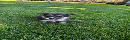 Welsh Corgi Pembroke dogs for sale: Welsh Corgi Pembroke 4 - Ad 1