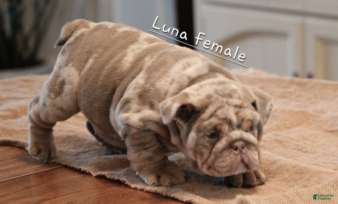 English Bulldog dogs for sale: English Bulldog Puppy 2 - Ad 4