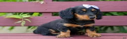 Miniature Dachshund dogs for sale: Sage 🐶 - Ad 14