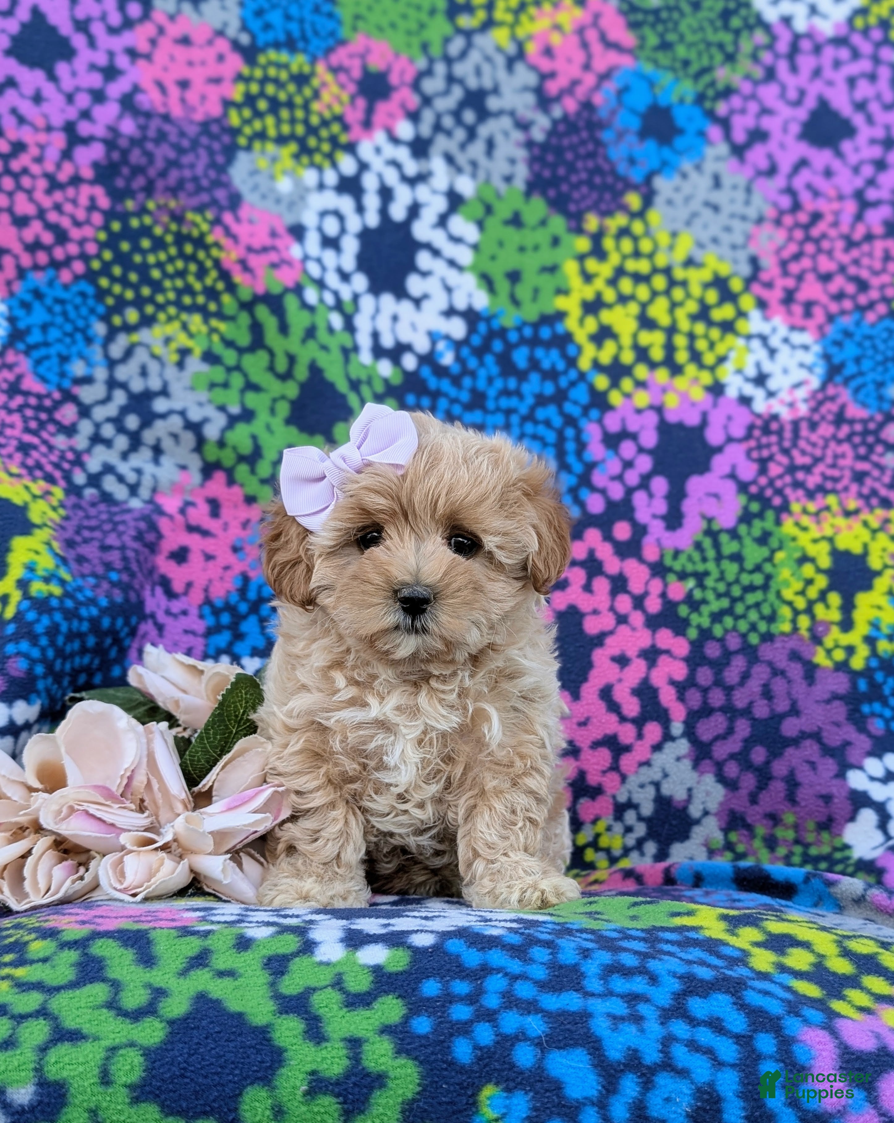 Maltipoo dogs Tiffany 9 lbs Full Grown - Ad 2