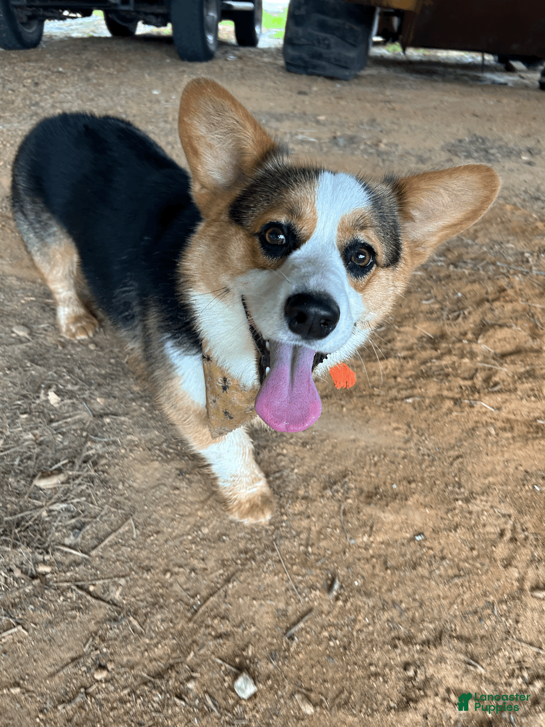 Welsh Corgi Pembroke dogs for sale: Welsh Corgi Pembroke Puppy 5 - Ad 3