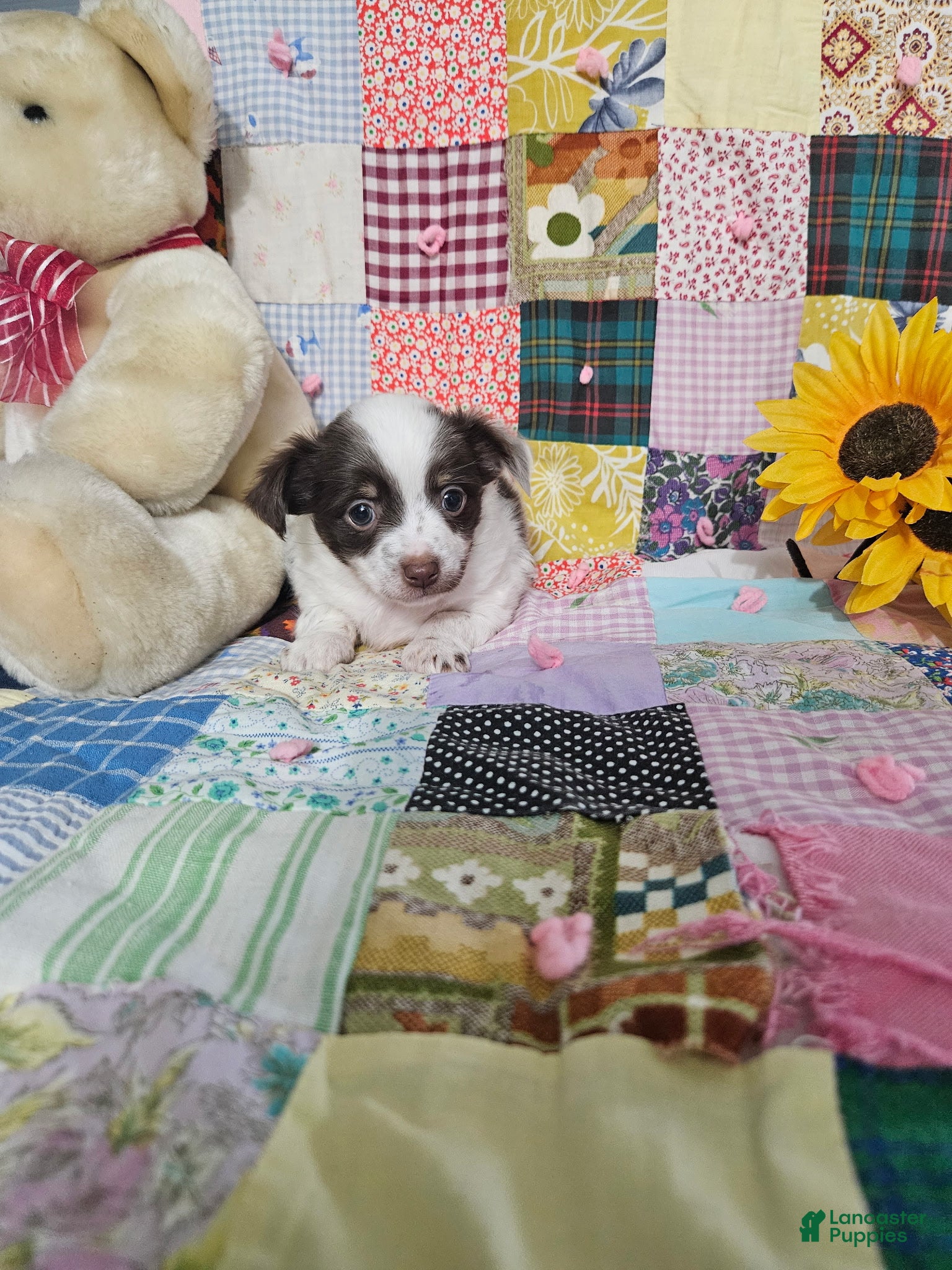 Chihuahua dogs Mini Delilah  - Ad 2