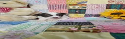 Chihuahua dogs for sale: Mini Delilah  - Ad 2