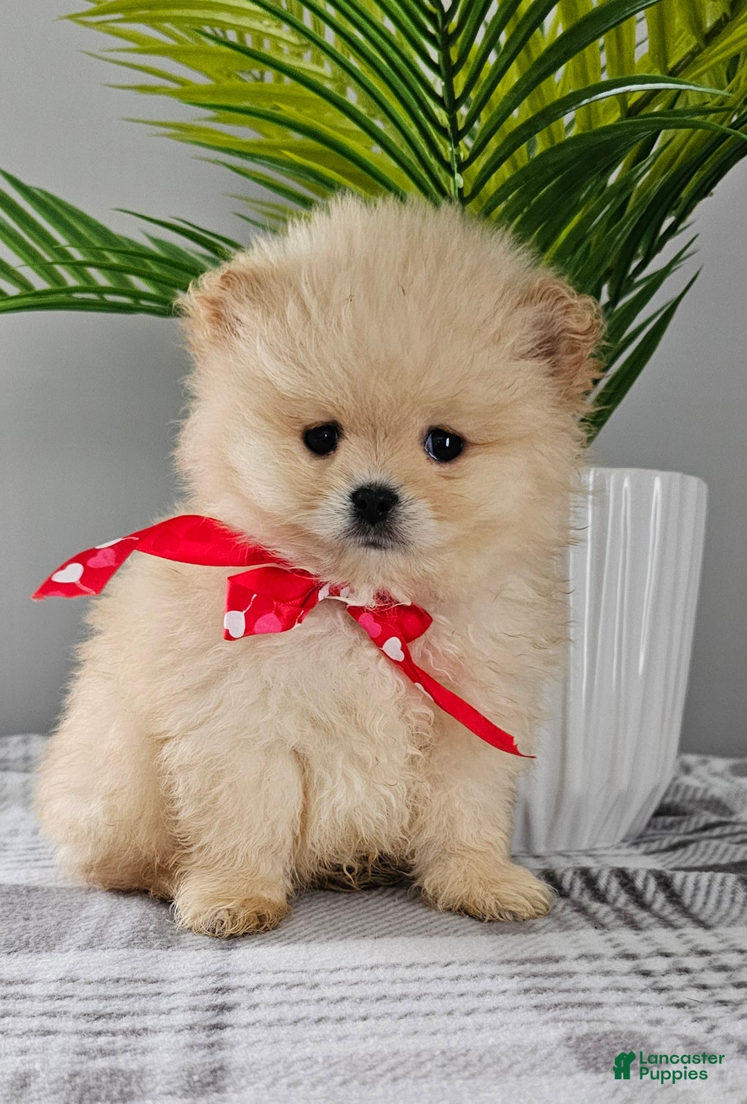 Pomeranian dogs for sale: Bubbles - Ad 2