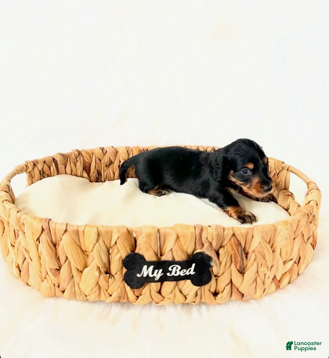Miniature Dachshund dogs for sale: AKC Badger - Ad 5