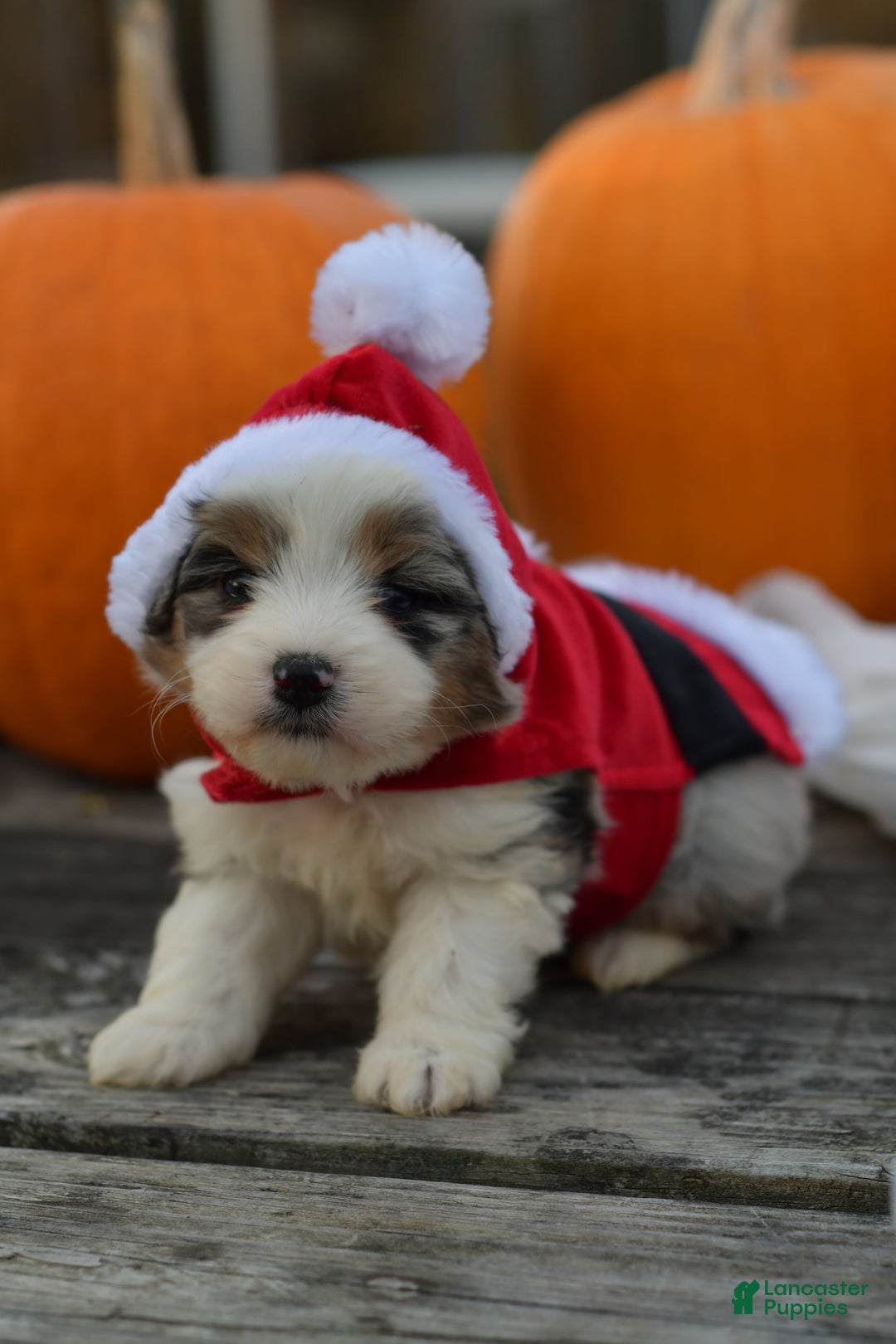 Mini Aussiedoodle dogs for sale: Cash - Ad 21