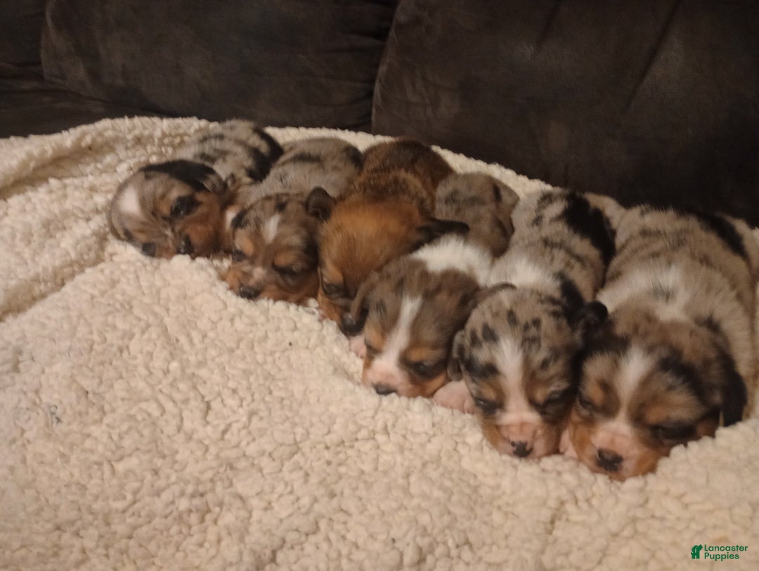 Mixed Breed dogs for sale: Ayla - Ad 11