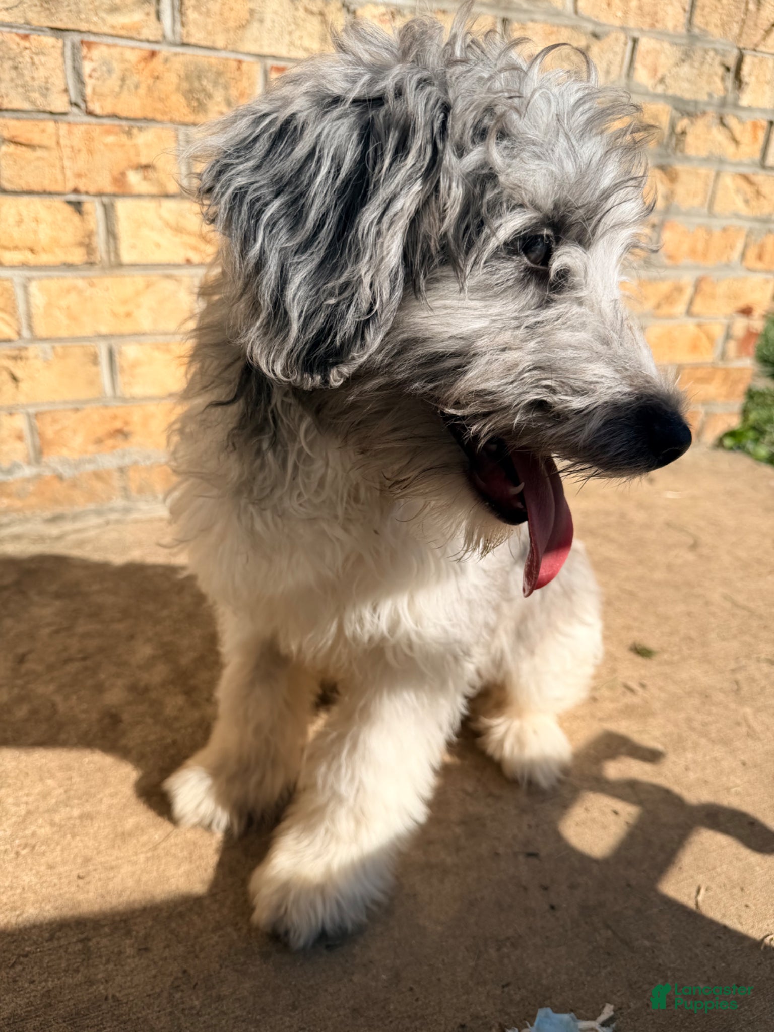 Sheltiedoodle dogs for sale: Blue - Ad 1
