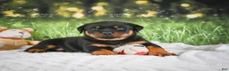 Rottweiler dogs for sale: Kane - Ad 5