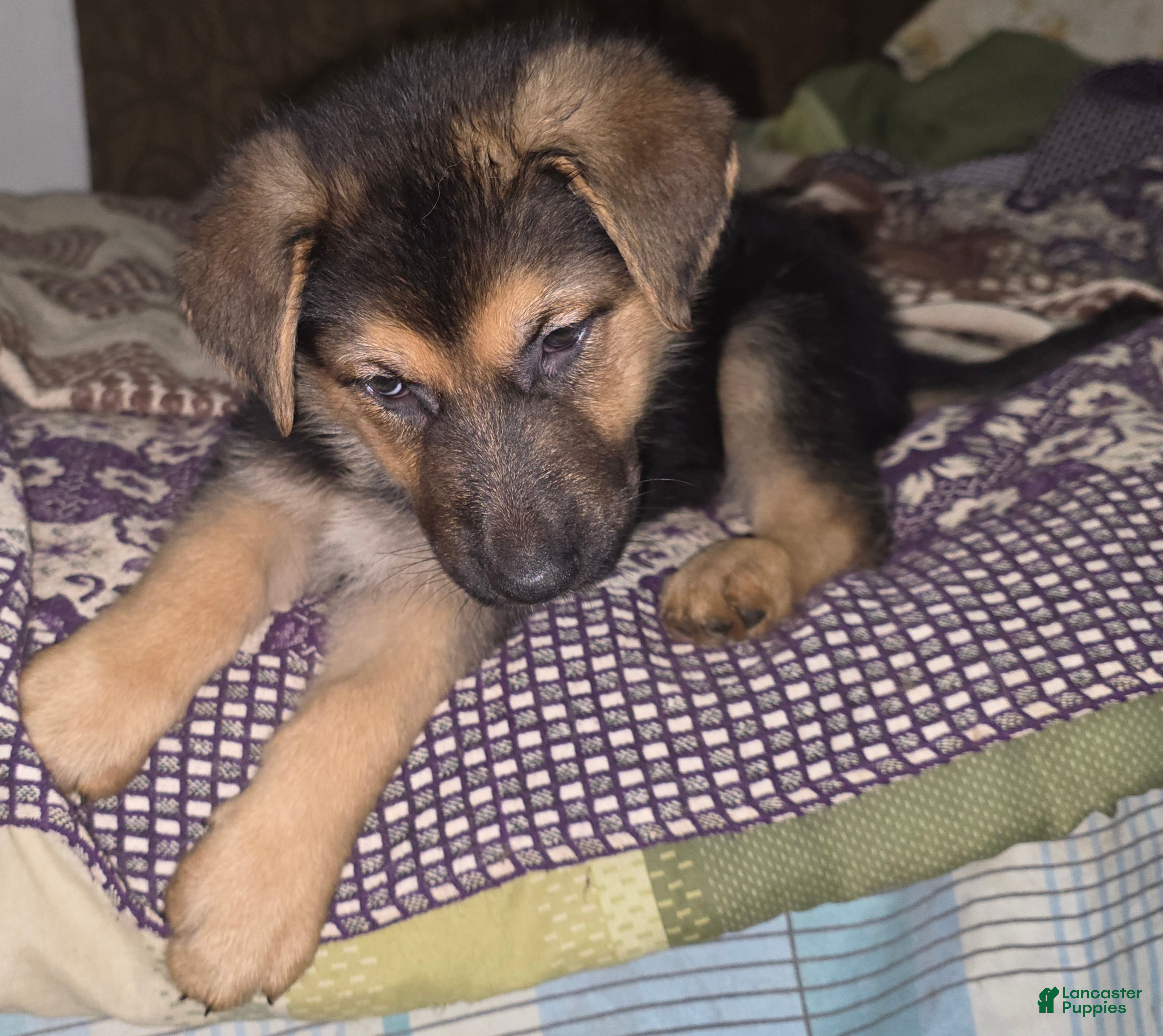 German Shepherd dogs Bella (7) - Ad 4