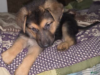 German Shepherd dogs Zelda (7) - Ad 17