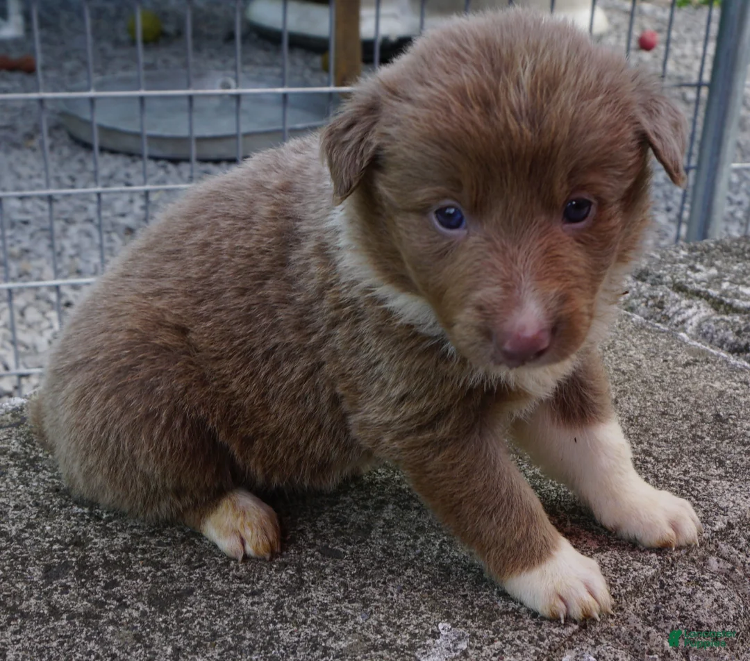 Border Collie dogs for sale: CAREY - Ad 1