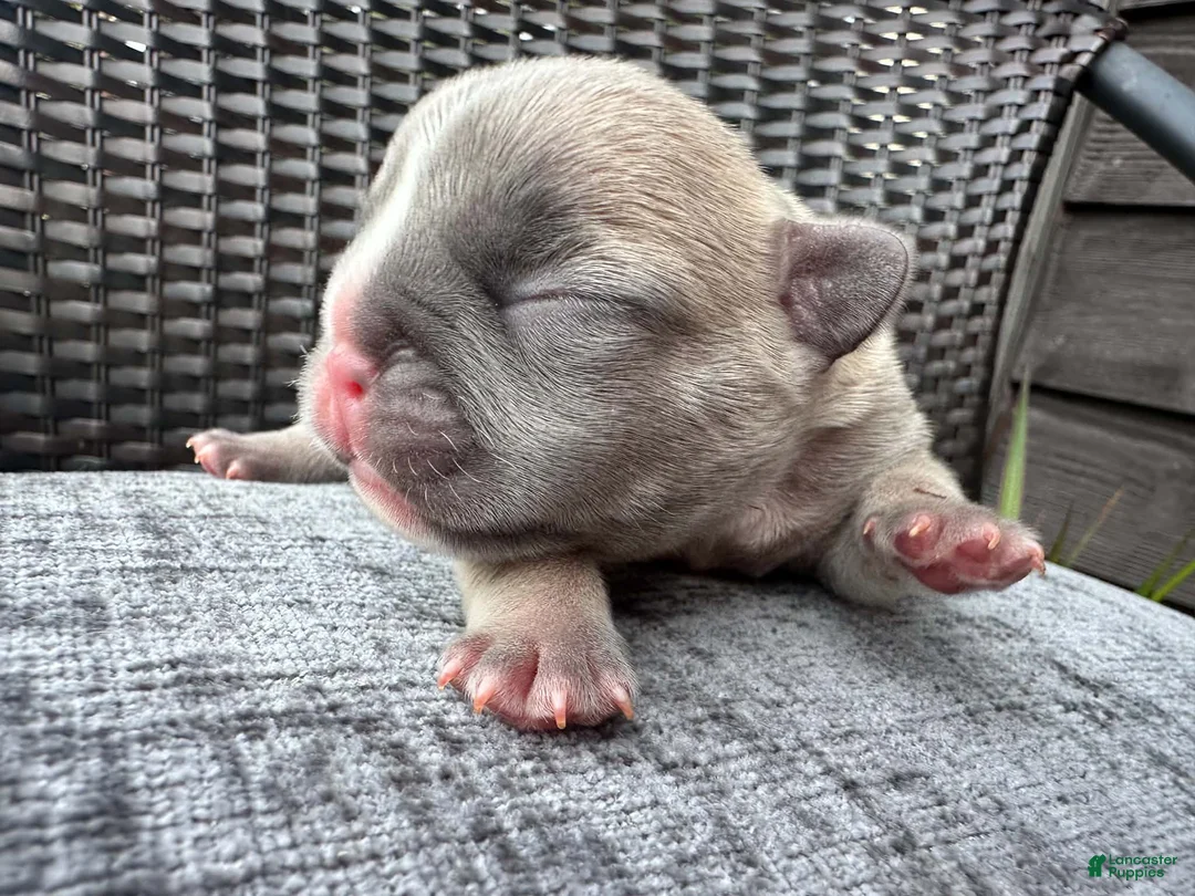 French Bulldog dogs for sale: French Bulldog 2 MALE - Ad 2