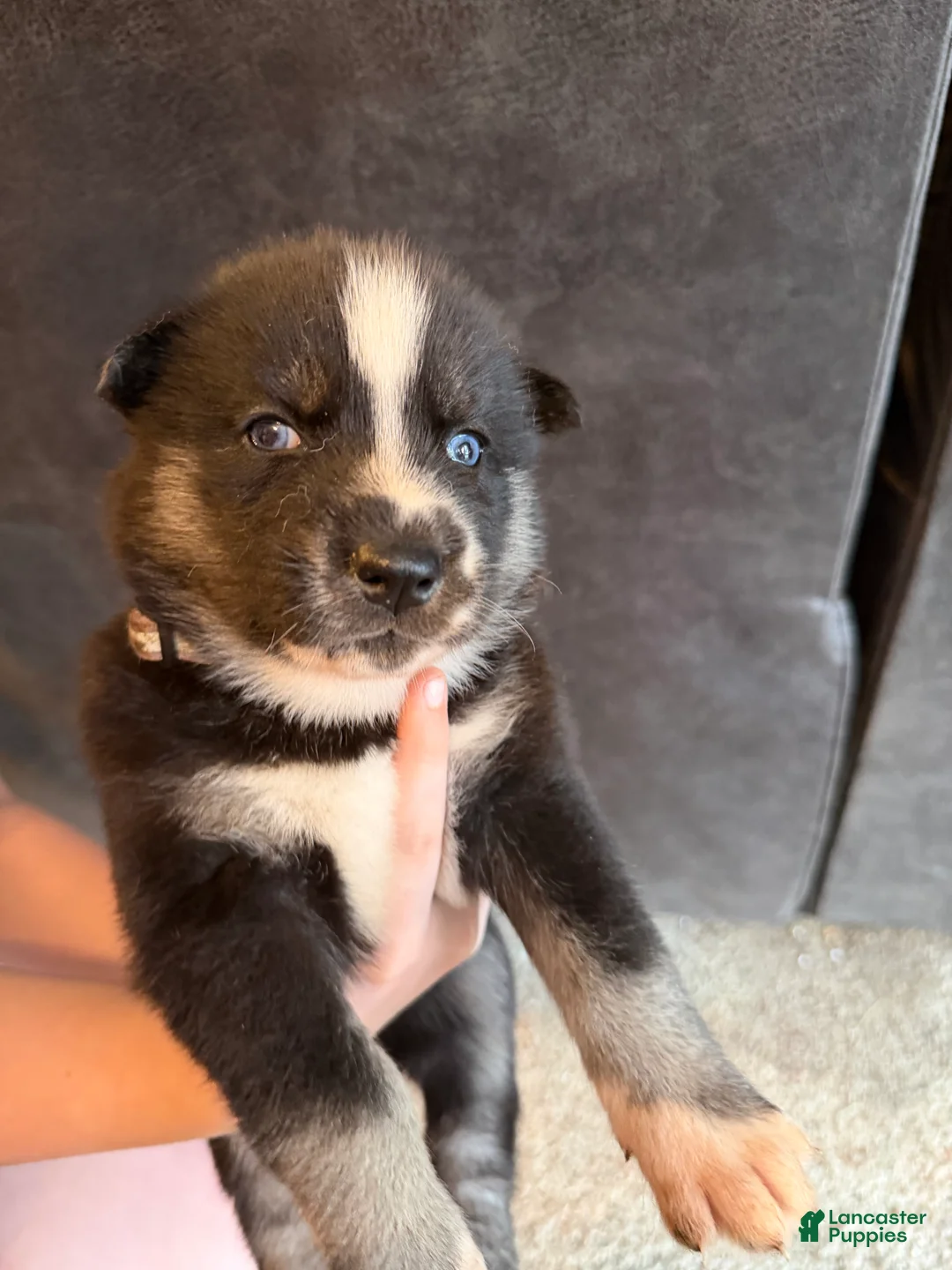Siberian Husky dogs for sale: Siberian Husky Puppy 5 - Ad 1