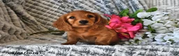 Dachshund dogs for sale: Tanner - Ad 1