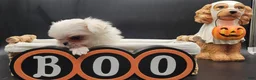 Maltese dogs for sale: Maltese 1 - Ad 4