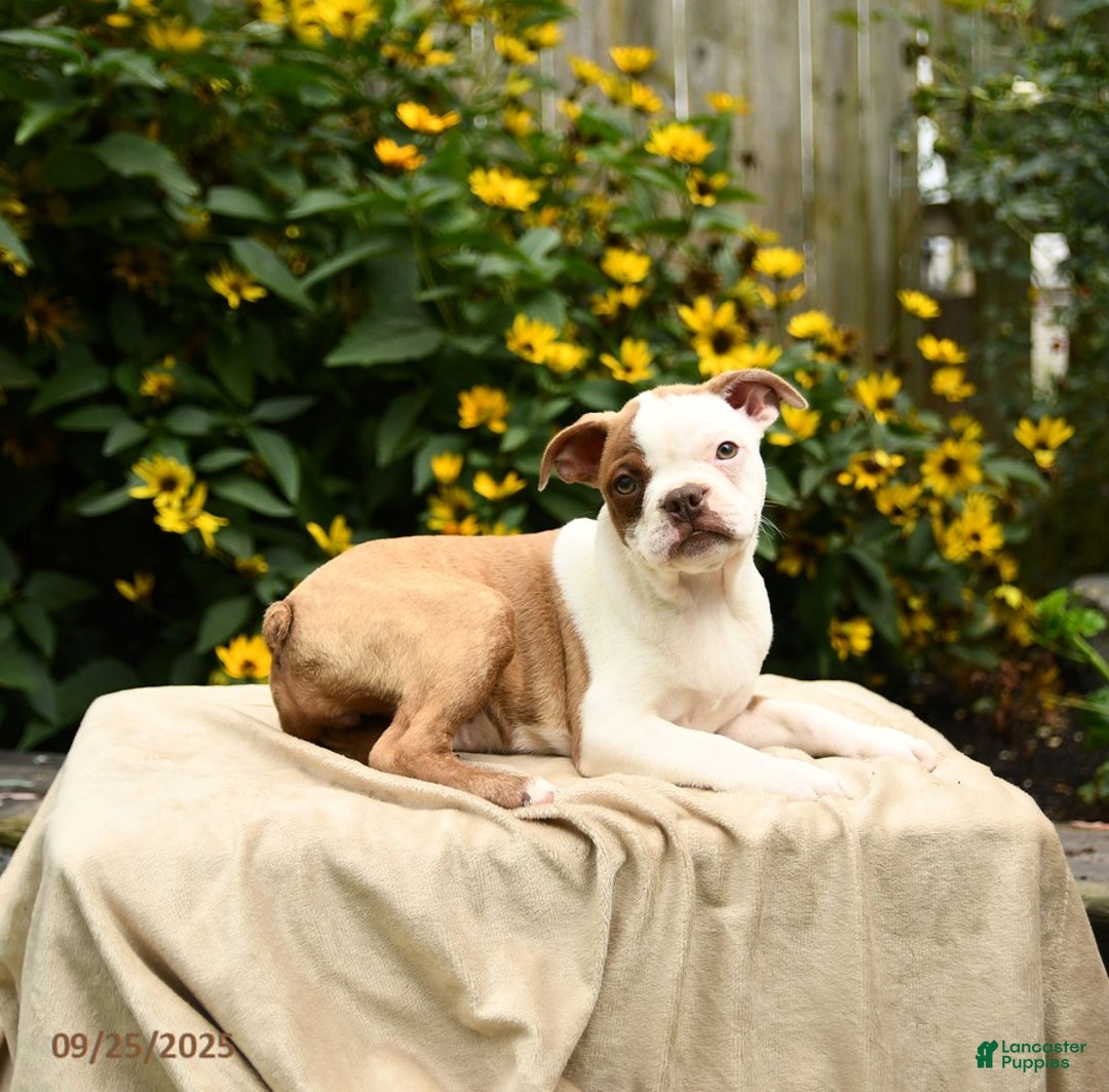 Boston Terrier dogs for sale: Mauve - Ad 3