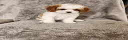 Cavapoo dogs for sale: Marshmallow Fluff - Ad 2