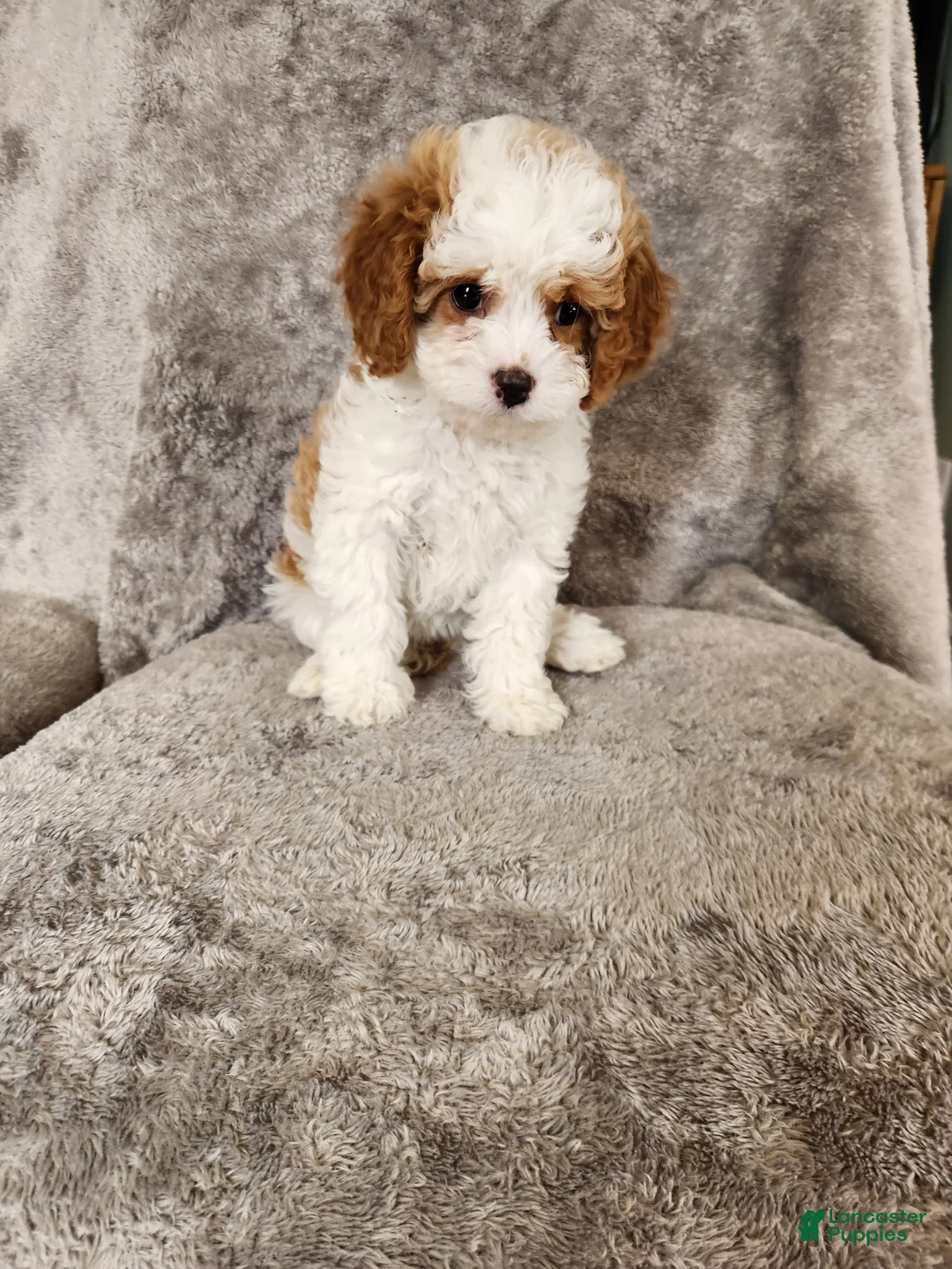 Cavapoo dogs for sale: Marshmallow Fluff - Ad 2
