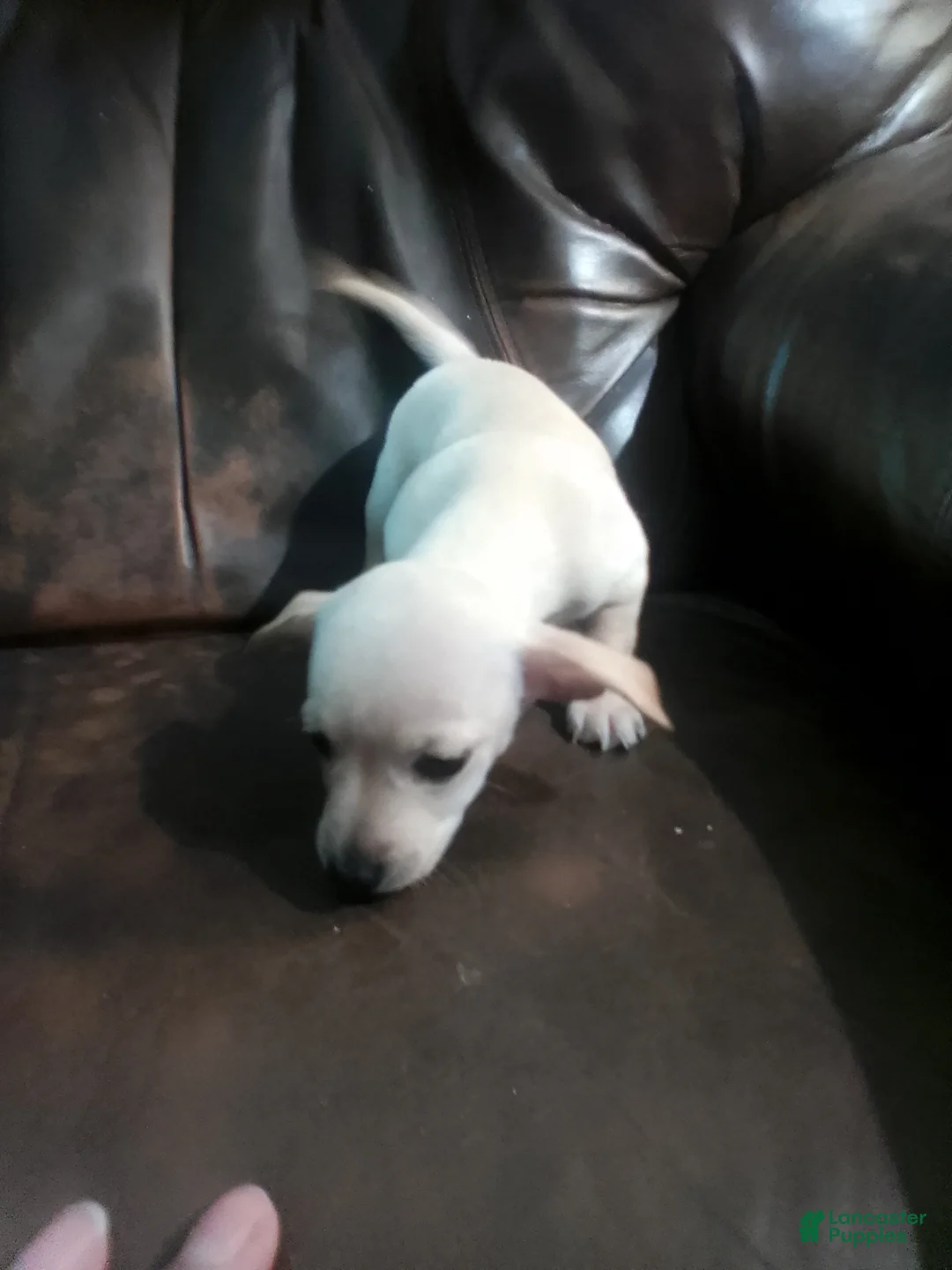 Chiweenie dogs for sale: Chiweenie Puppy 3 - Ad 1