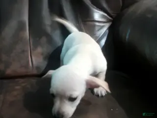 Chiweenie dogs Chiweenie Puppy 3 - Ad 3