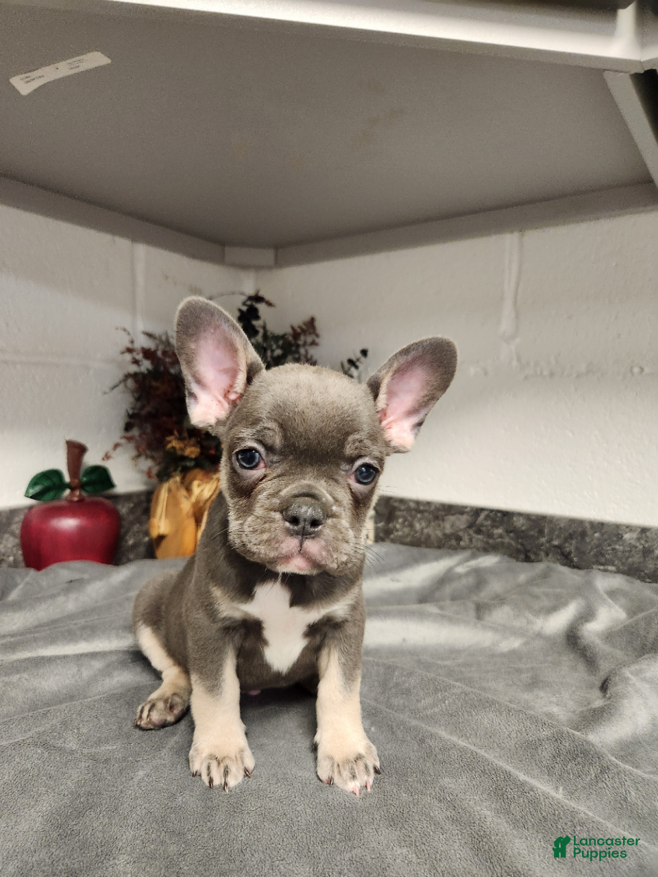 French Bulldog dogs Axle - Ad 1