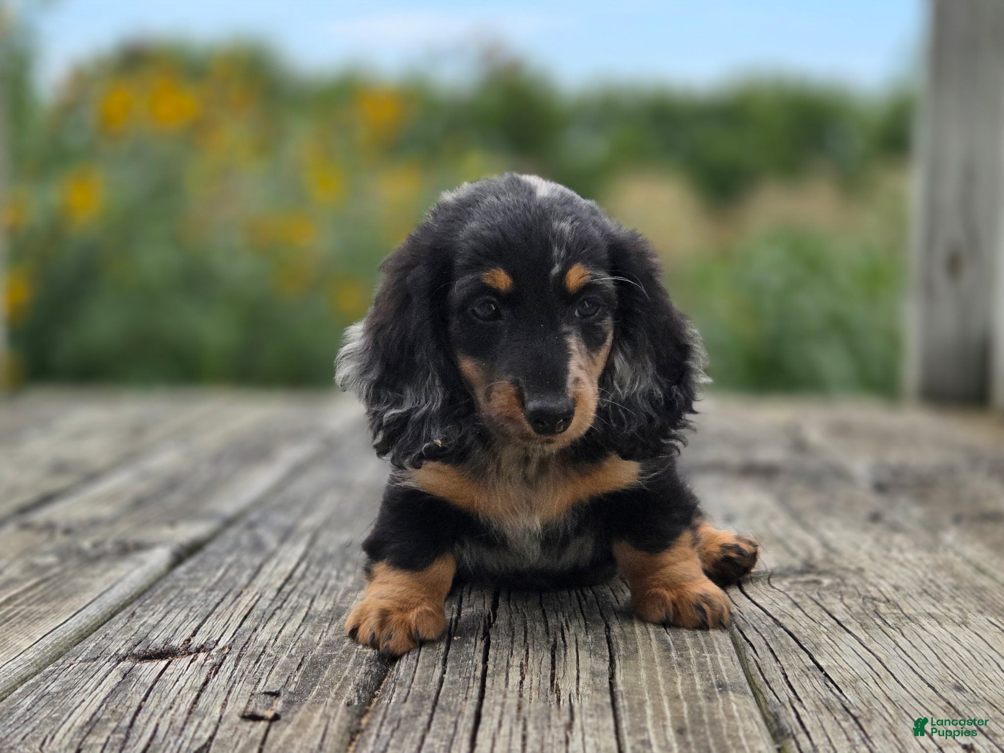 Miniature Dachshund dogs Miniature Dachshund Hugo - Ad 21