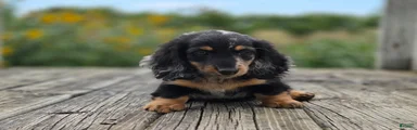 Miniature Dachshund Hugo