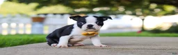 Boston Terrier dogs for sale: Shawn - Ad 5