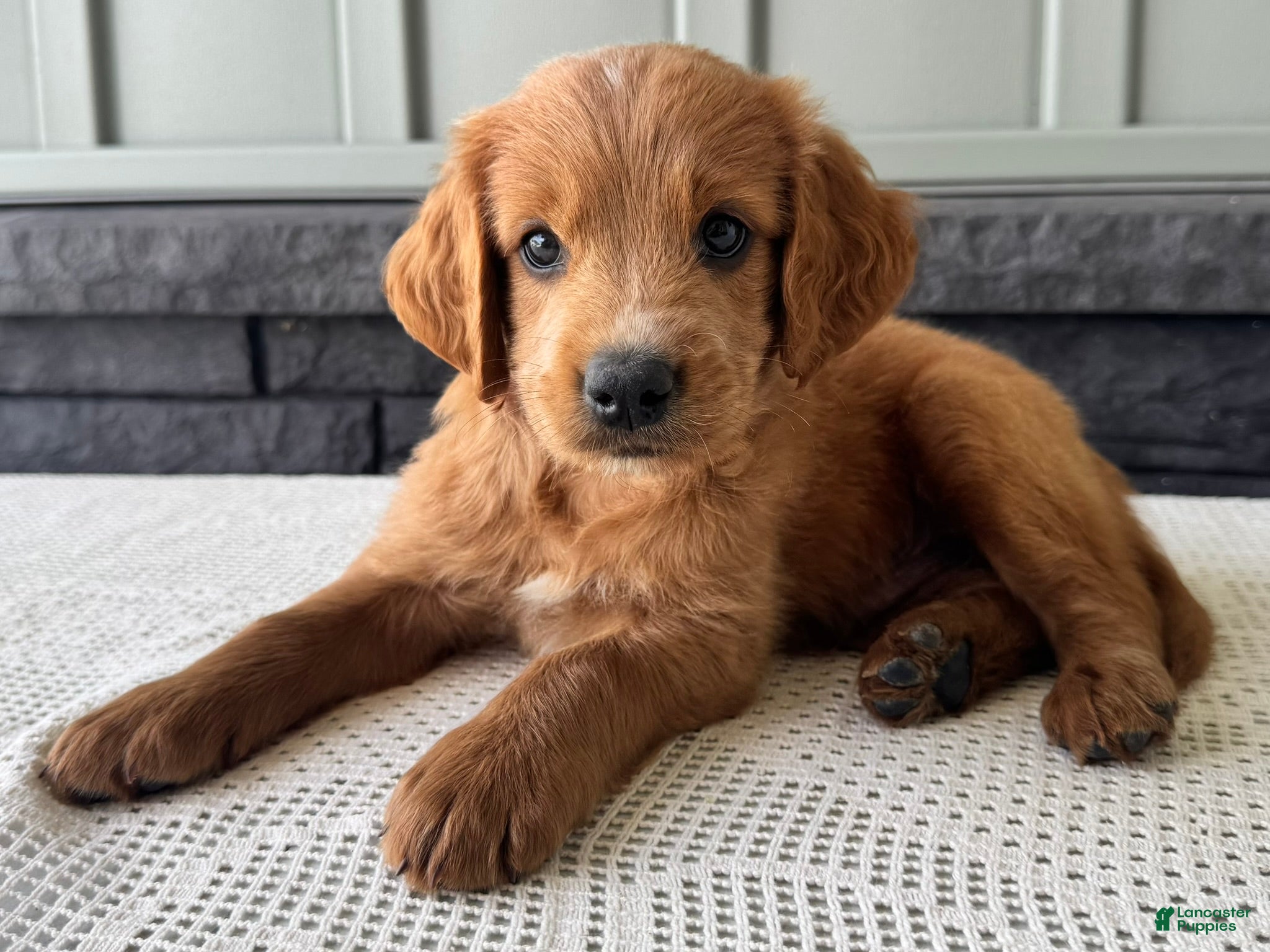 Mixed Breed dogs Copper - Ad 1
