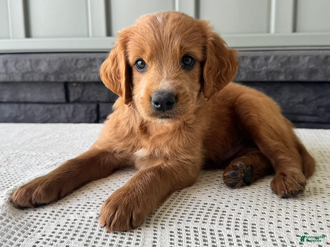 Mixed Breed dogs for sale: Copper - Ad 1