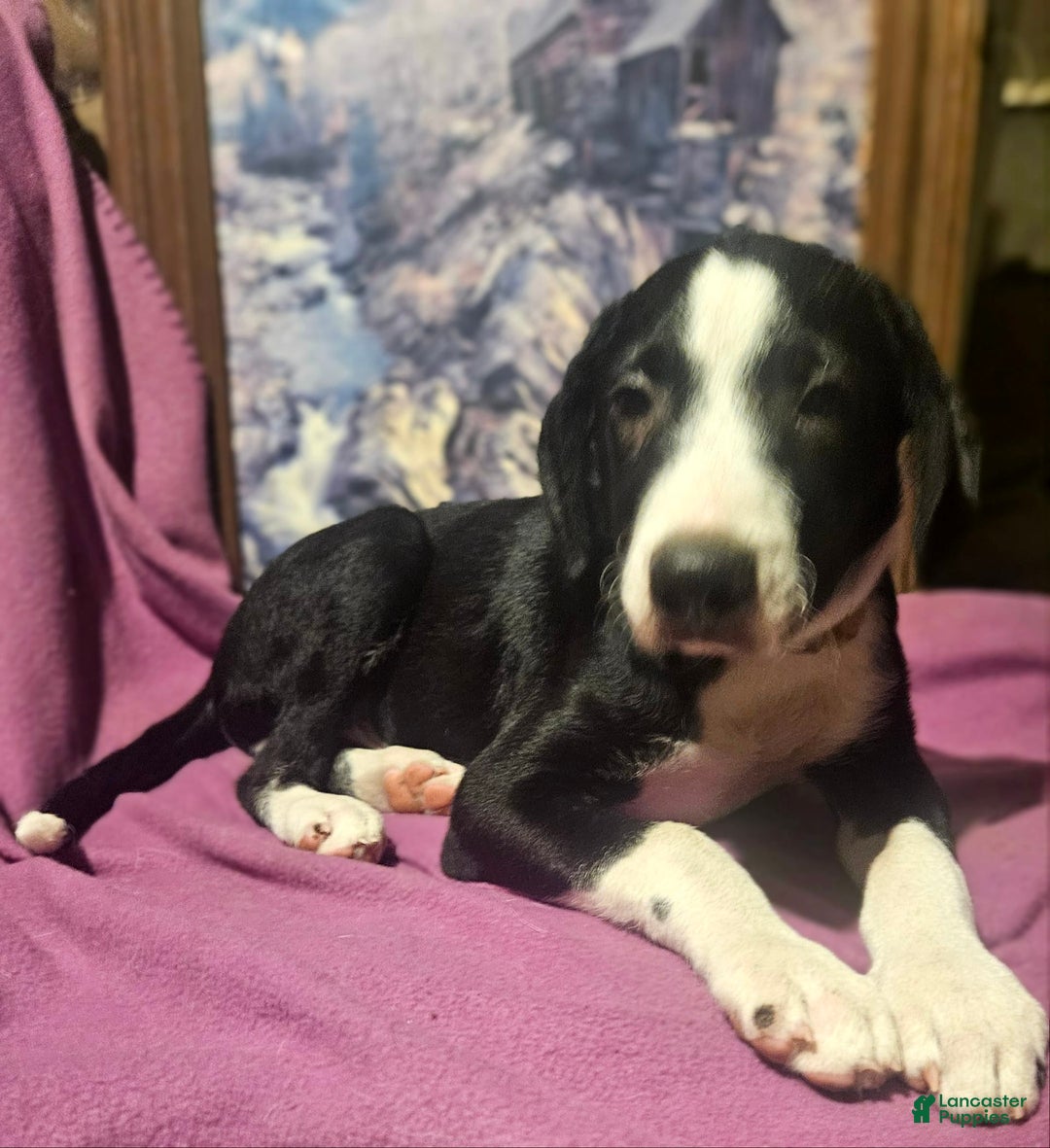 Border Collie dogs for sale: Fang - Ad 3