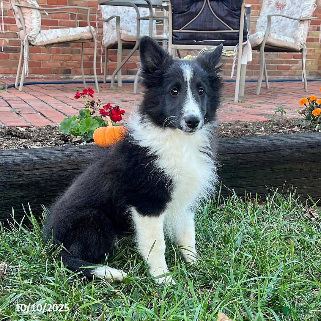Shetland Sheepdog dogs for sale: Herbert - Ad 2