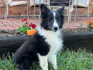 Shetland Sheepdog dogs - Ad 2