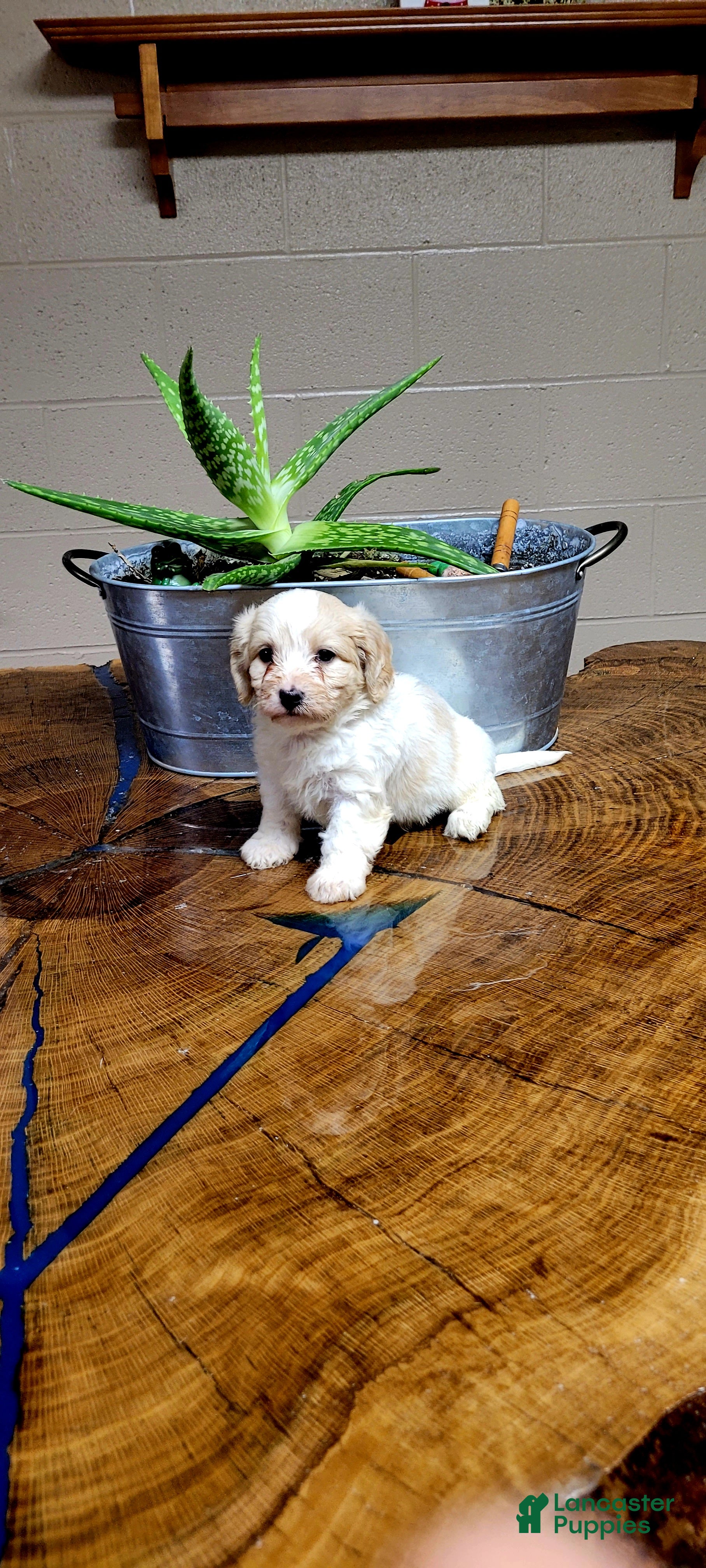 Cavachon dogs Cooper  - Ad 22