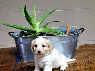 Cavachon dogs Cooper - Ad 22