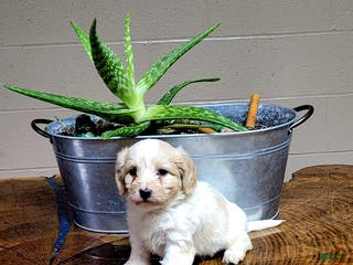 Cavachon dogs Cooper - Ad 14