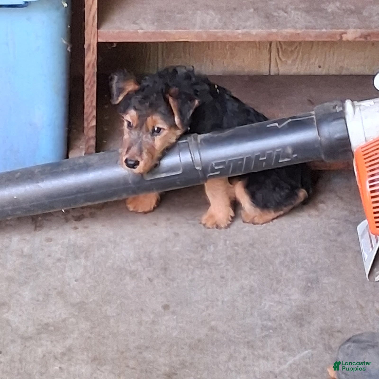 Welsh Terrier dogs Blue Boy - Ad 1