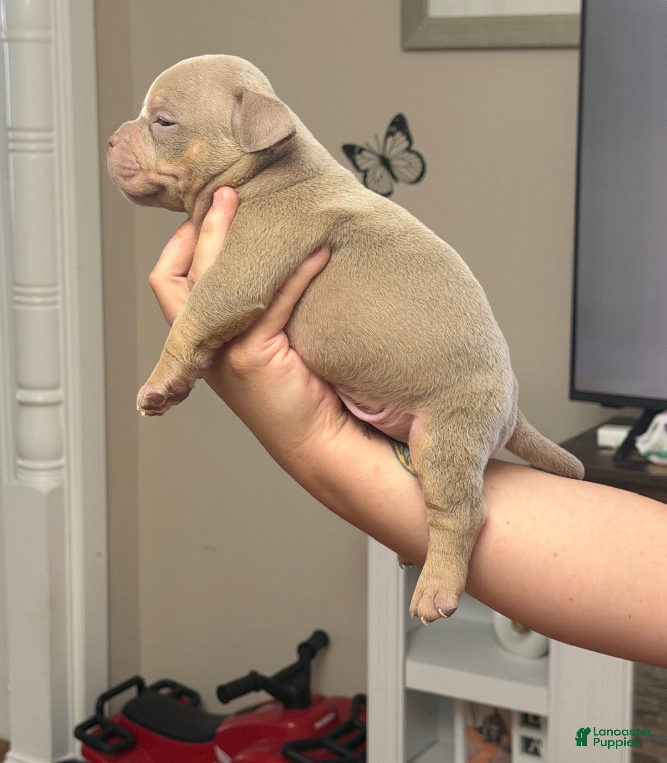 American Bully dogs American Bully 2 - Ad 29