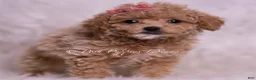 Maltipoo dogs for sale: Kinsley - Ad 3
