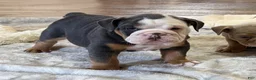 English Bulldog dogs for sale: Blue Blaze - Ad 4