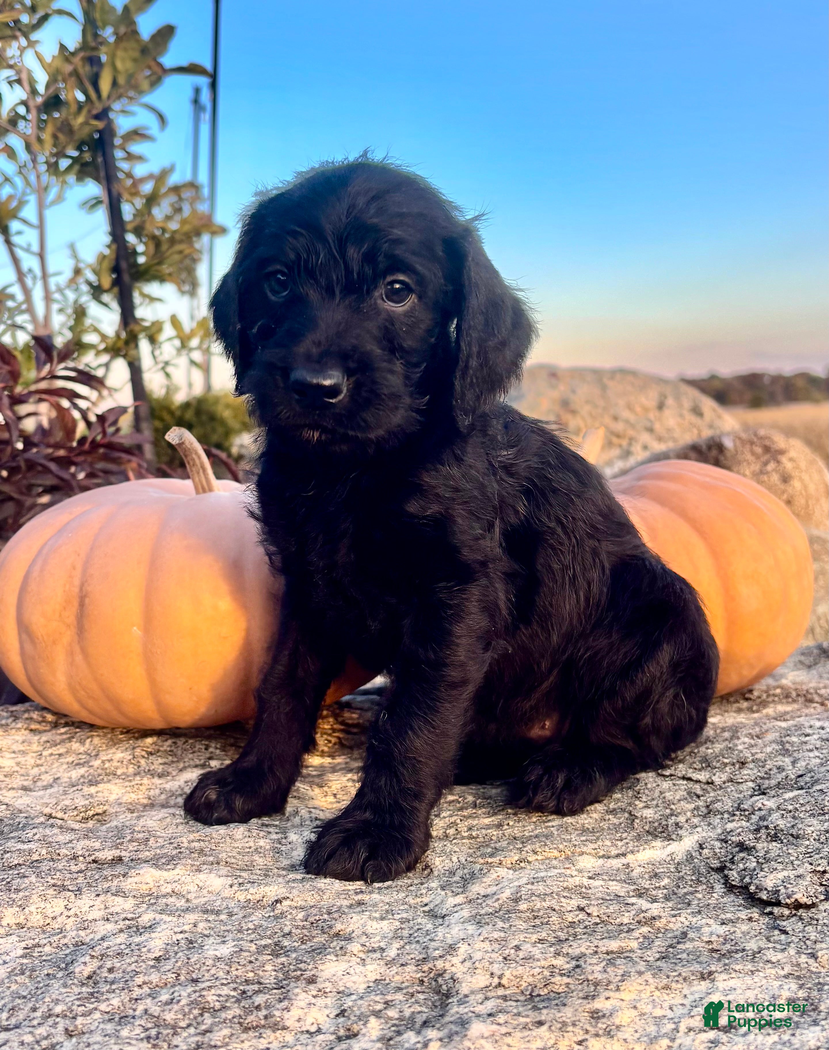 Mixed Breed dogs Josie - Ad 10