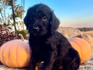 Mixed Breed dogs Josie - Ad 40