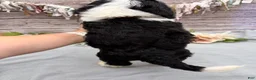 Portuguese Water Dog dogs for sale: Felix - Ad 6