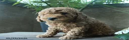 Miniature Poodle dogs for sale: Vanilla - Ad 2
