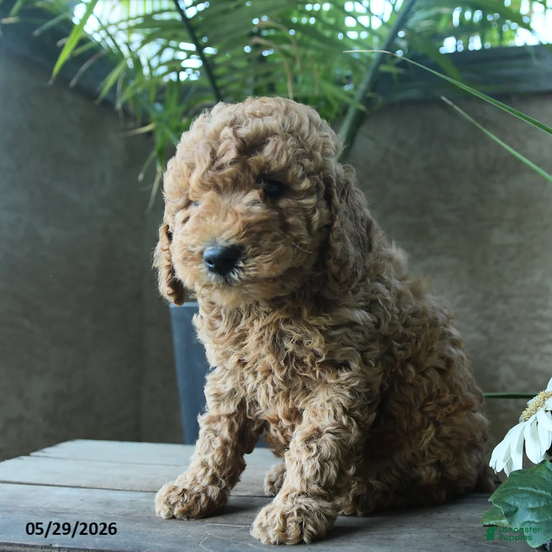 Miniature Poodle dogs for sale: Vanilla - Ad 2