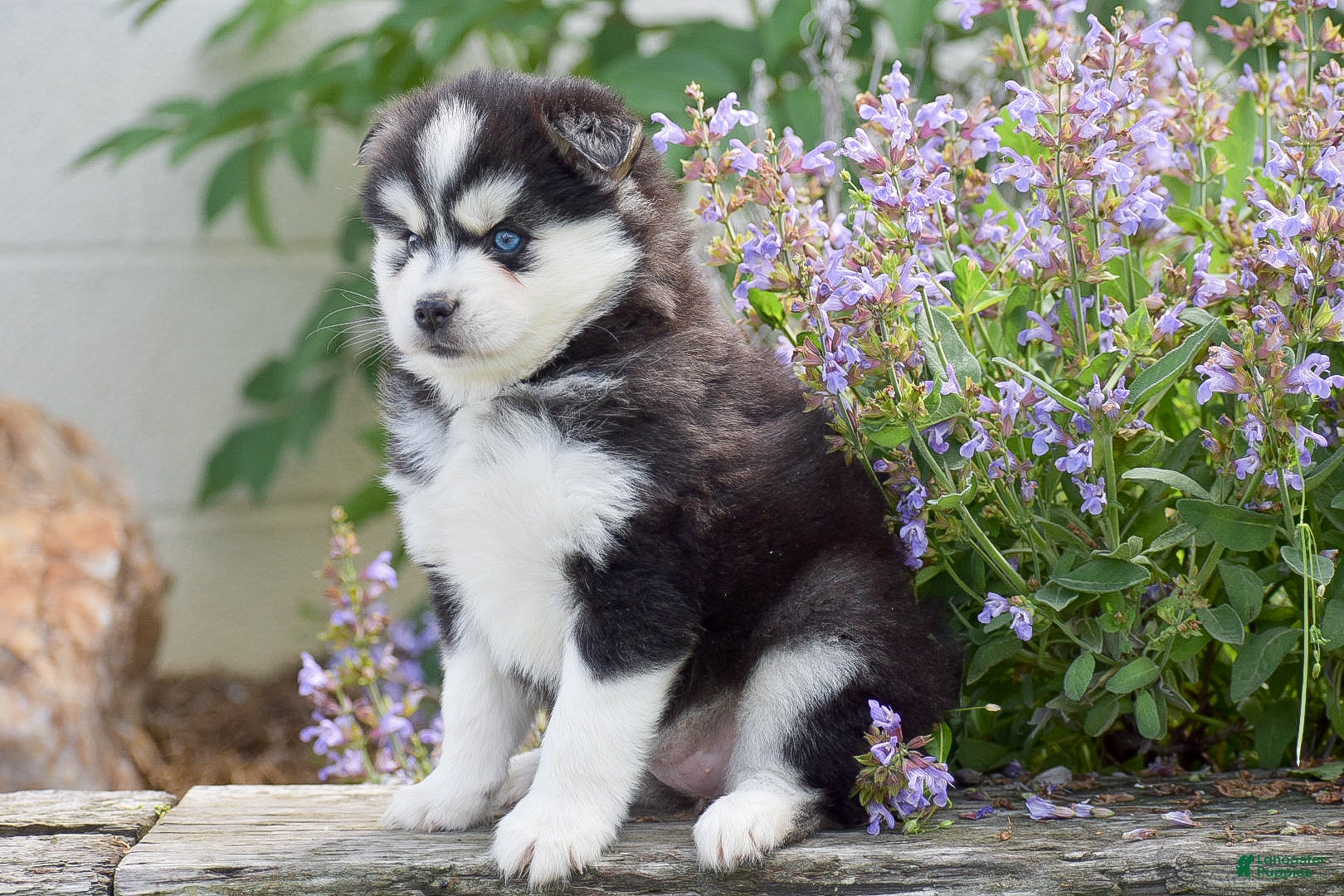 Pomsky dogs Alaska - Ad 2