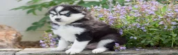 Pomsky dogs for sale: Alaska - Ad 2