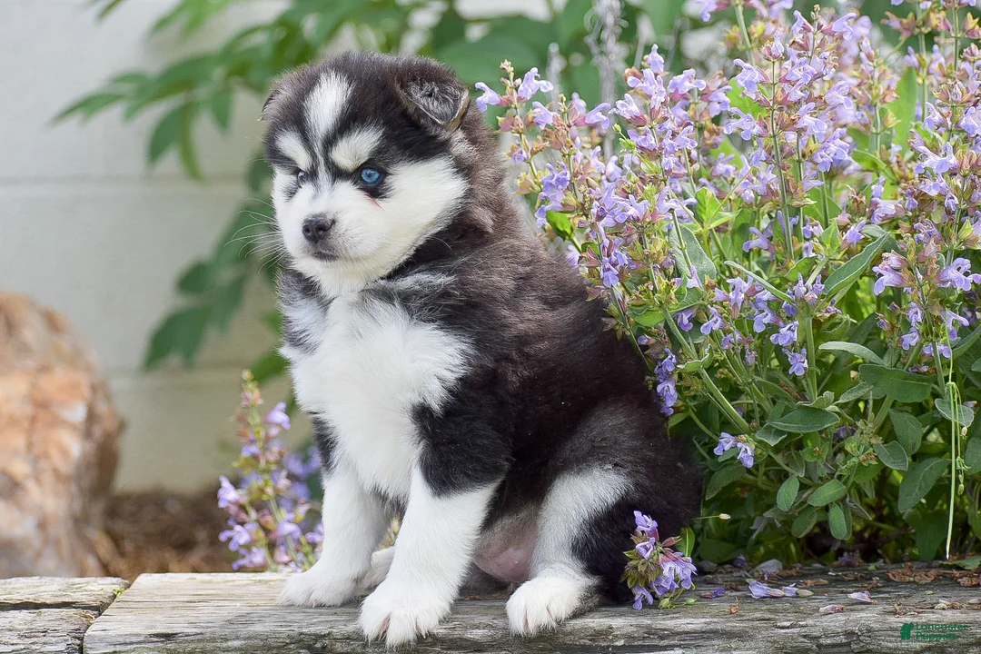 Pomsky dogs for sale: Alaska - Ad 2