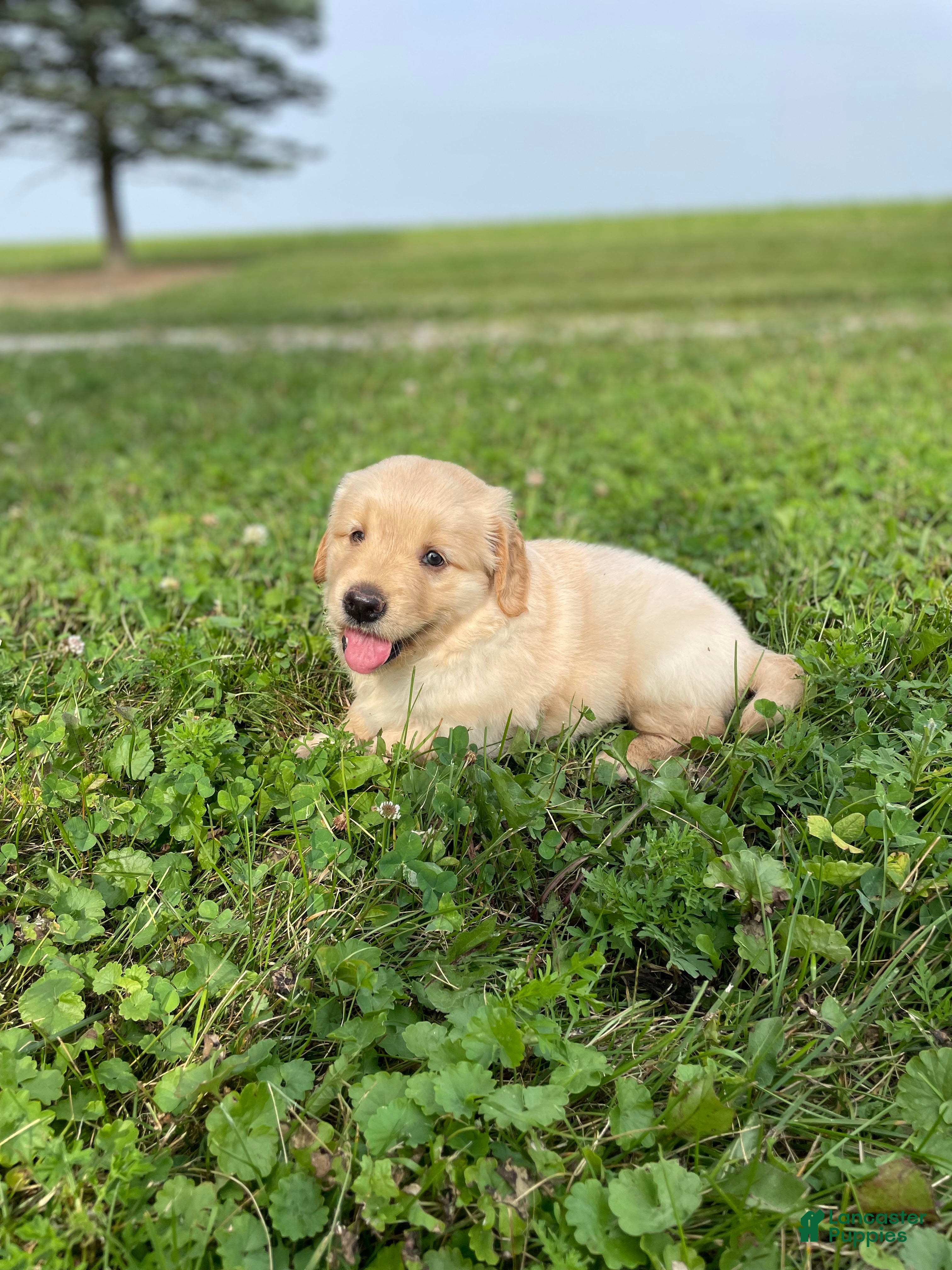 Golden Retriever dogs Daisy - Ad 2